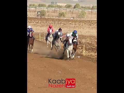 سباقات الخيل الحصان صقر سيرين مع الخيال مالك سواعد فروسية الحصان العربي سباقات الخيل شوط الذهب