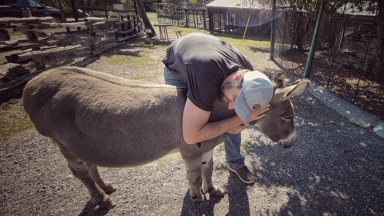 Jungle Cat WorldOntario Canada YouTube