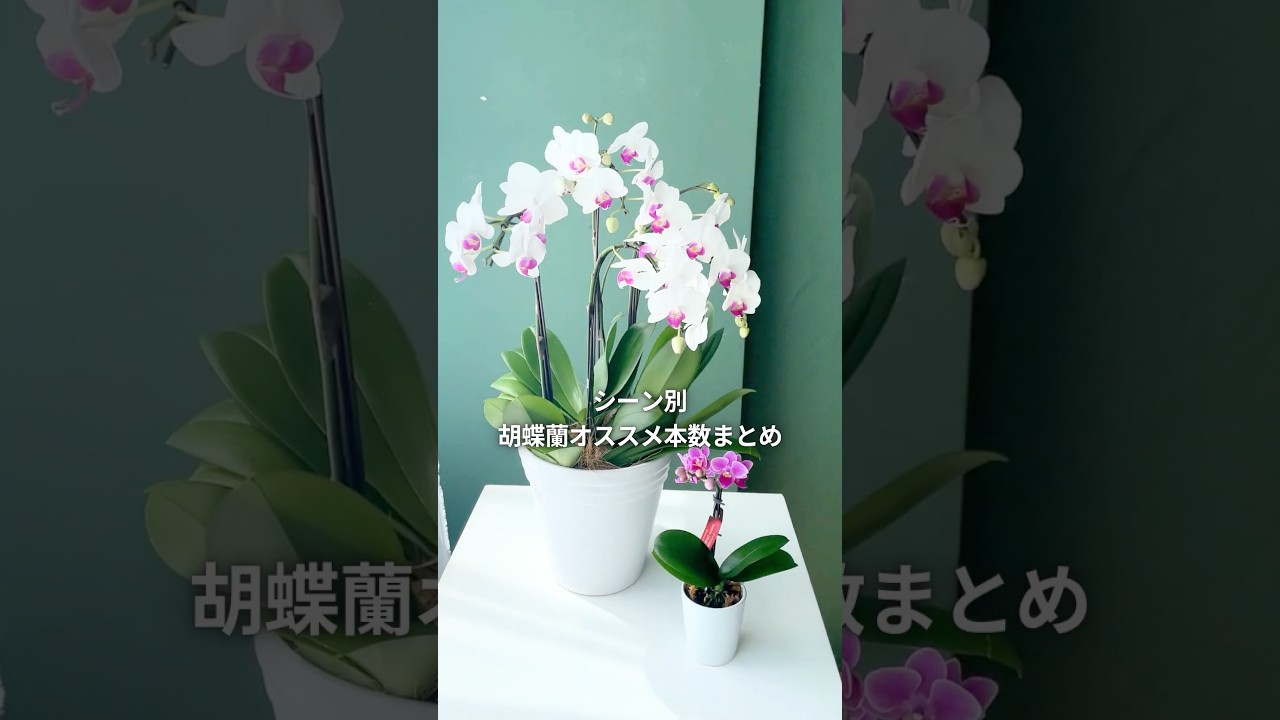 胡蝶蘭3本立ちと5本立ち、どっちを選ぶ？失敗しない選び方と贈り方