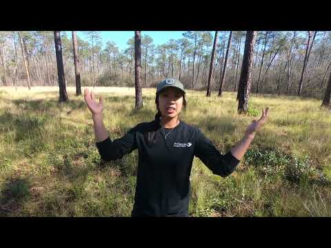 The Nature Conservancy How Carnivorous Plants Pollinate - video from Coastallandtrust
