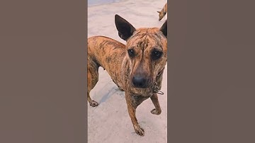 Tứ đại quốc khuyển Việt Nam  #laputafarm #chophuquoc  #chóphúquốc #chobacha #cholai