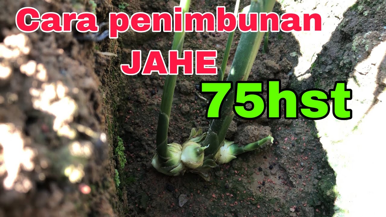 Penimbunan jahe diumur 75hst ⁉️