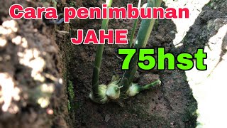 Penimbunan Jahe Diumur 75hst petanijadijadian5214