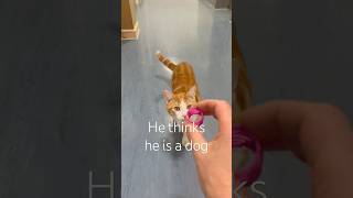 Phoenix Thinks He Is A Dog