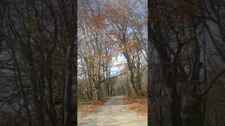 Orman Yolu Forest Path