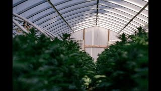 Cannabis and the impact of tax revenue in Massachusetts