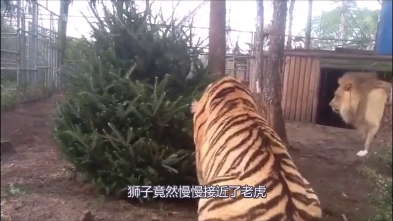 Tiger vs Male Lion Lion runs from Tiger - YouTube