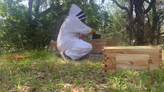 Moving bees to new flow hive