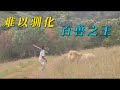 为何同样是群居的狮子 特别难以驯化 为何同样是群居的狮子 特别难以驯化