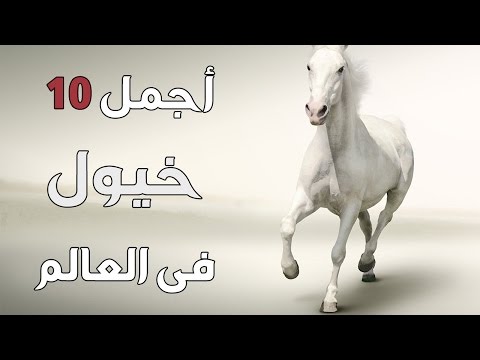 فيديو: ما هي أنواع الخيول العربية الموجودة