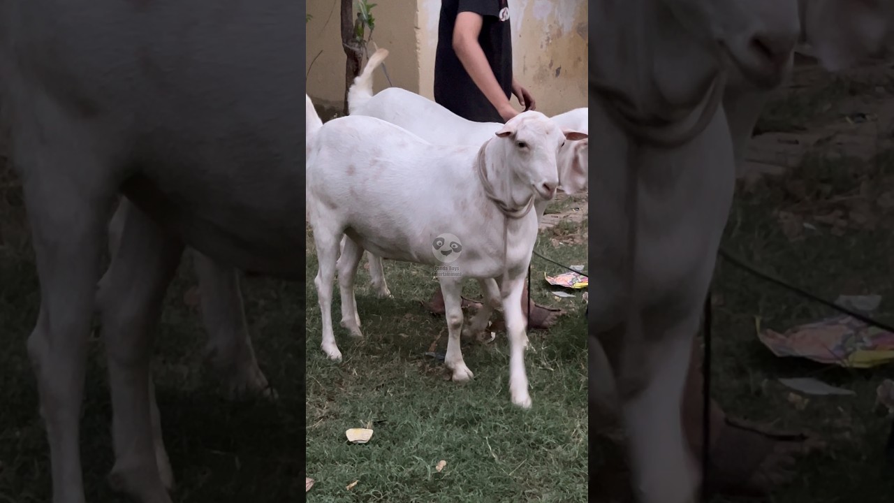Most Beautiful Barbari Natiya Goat 