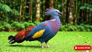 Top 15 Most Majestic Birds in the World for Deep Sleep & Stress Relief 🌙🕊️   4K ASMR