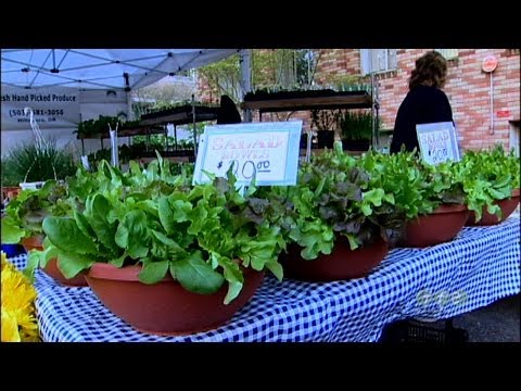 Container Gardening Growing Salad Bowls