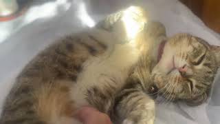 Spa Cat Loves Mage Meow