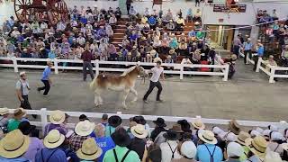 Day 2 Amish Draft Horse Sale 2023 Daviess County