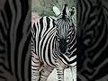 Wildlife # Zebras Life