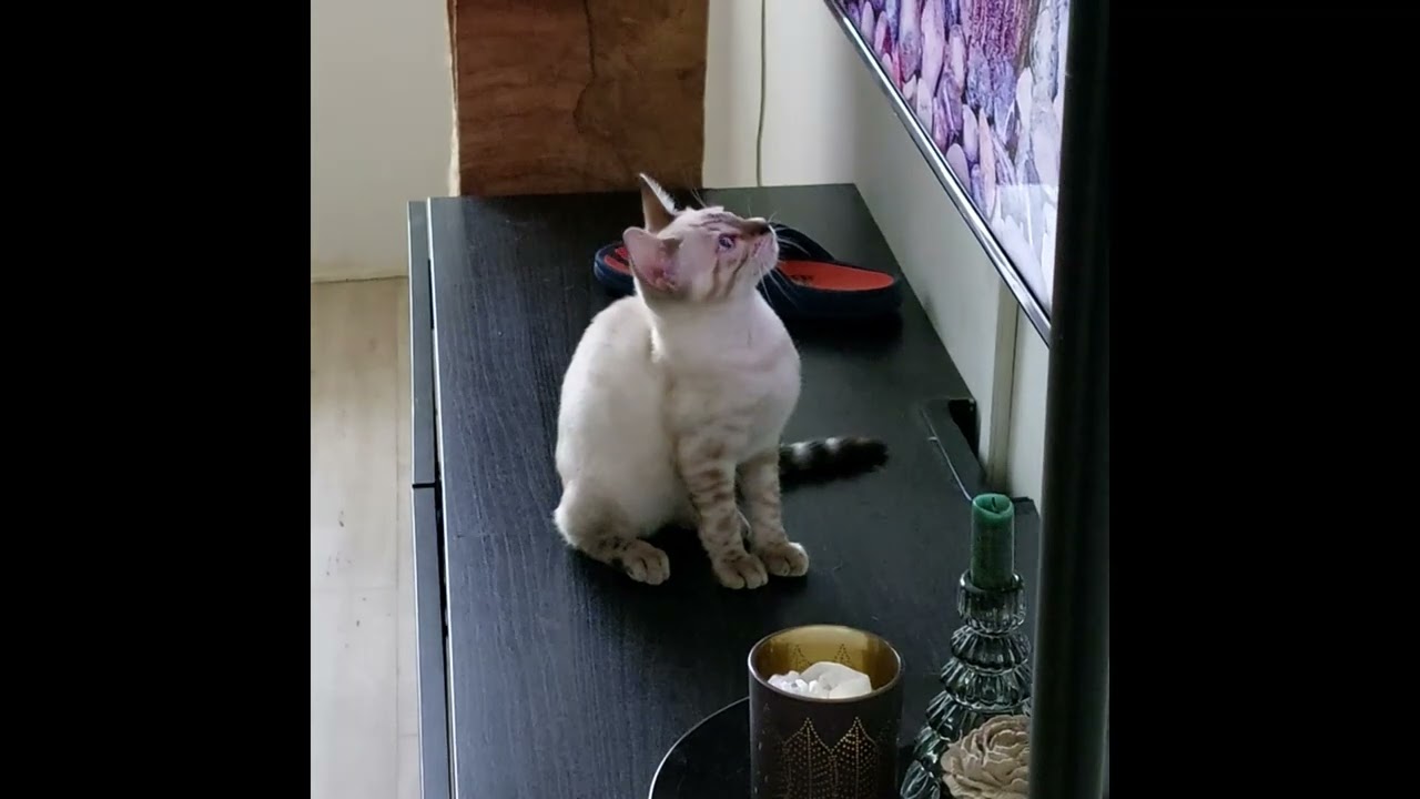 A bengal cat's virtual hunting ground.