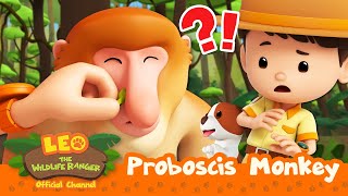 There's BOOGER in this MONKEY'S nose!!  | Proboscis Monkey | Leo the Wildlife Ranger | #compilation