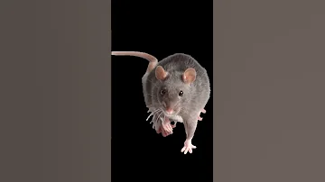 Voice Of Rat 