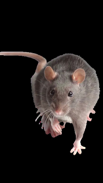 voice of rat