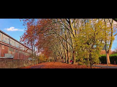 ورق شجر خريفية