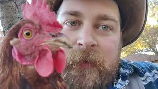 Celebrity Outrageous Timesavers! Cracking the Code of Backyard Chickens Net Worth