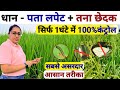 Dhan me patta lapet tana chedak control | dhan me kalle badhane ke upay | Dhan ki kheti | Dhaan rice