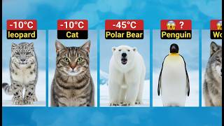 Animal Cold Resistance Comparison: What Animals Know About Temperature That We're Just Learning.