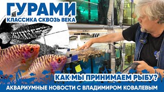 Аквариумные новости с Владимиром Ковалевым (27.01.2024).Гурами - классика сквозь века. Принимаем рыб