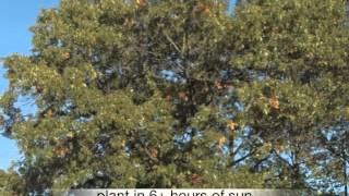 quercus coccinea Scarlet Oak