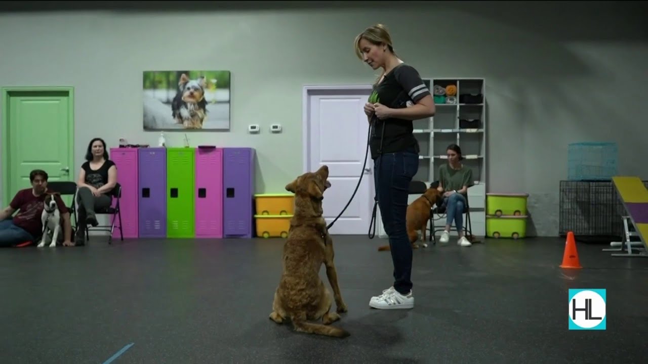 Puppy training 101 | HOUSTON LIFE | KPRC 2