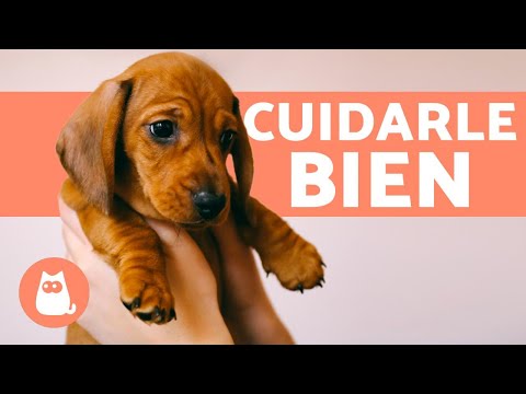 Video: Cómo elegir los cachorros de Jack Russell adecuados: 15 pasos