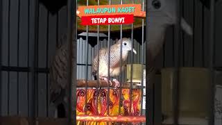 piyik perkutut bangkok BERMENTAL JUARA satu AJO-2327 #perkututbangkokgacor #birds