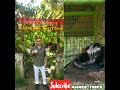 Tegal Sari Luwak Coffee Bali تجربتي وشرب قهوة كوبي لواك قهوة الزباد 