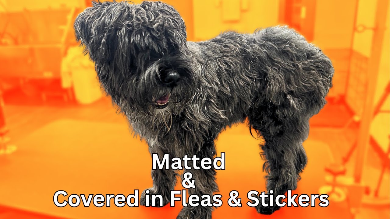 What a Mess Dog Grooming: Transform Chaos into Canine Charm