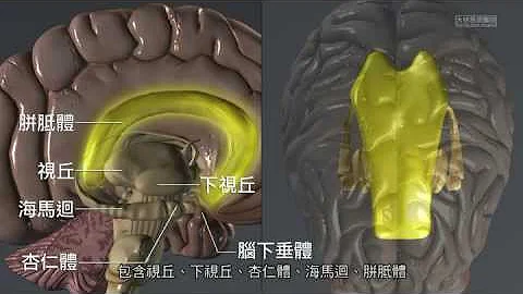【科普教育】认识头脑剖析(国语版) - 天天要闻