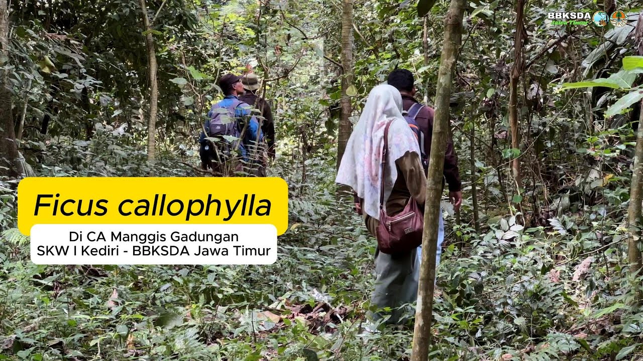 Ficus callophylla - YouTube
