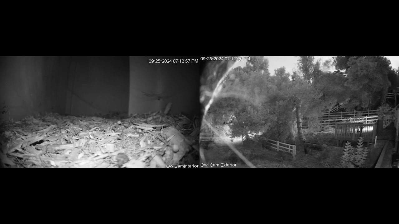 Barn Owl Box Interior and Exterior at Painted Peacock Manor YouTube