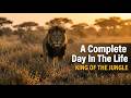 The Lion: A Complete Day In The Life of The King of The Jungle