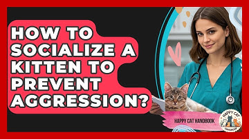 How To Socialize A Kitten To Prevent Aggression? - Happy Cat Handbook