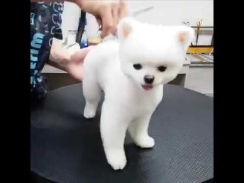puppy haircut
