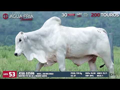 LOTE 53