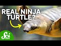 Mouth-Peeing and 5 Other Extreme Turtle Traits