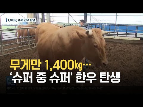 무게만 1,400㎏…‘슈퍼 중 슈퍼’ 한우 탄생 / KBS 2021.06.03.