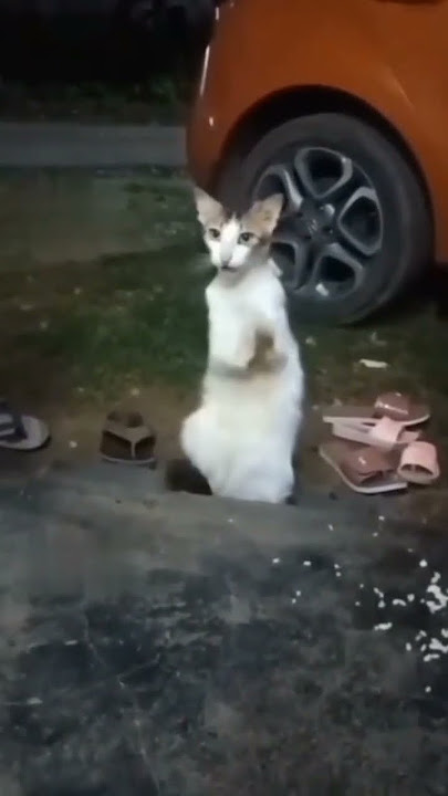 KUCING MAGADIR YANG SEMPAT VIRALL!!!