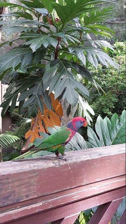 🦜Rainbow lorikeet bird,burung nuri pelangi🦜 #shorts #birds