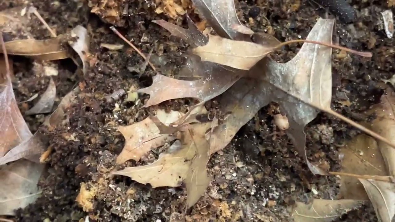 День 28 (новый контейнер): Кормление отработанными чайными пакетиками и зелёным луком | Футбольны...