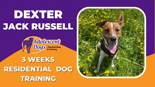 Dexter the Jack Russell  3 Weeks Residential Dog Training
