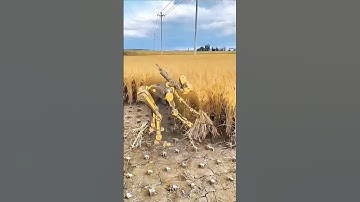 AI Robots Harvesting Rice! Future of Farming & Smart Agriculture Tech | #robot  #ai