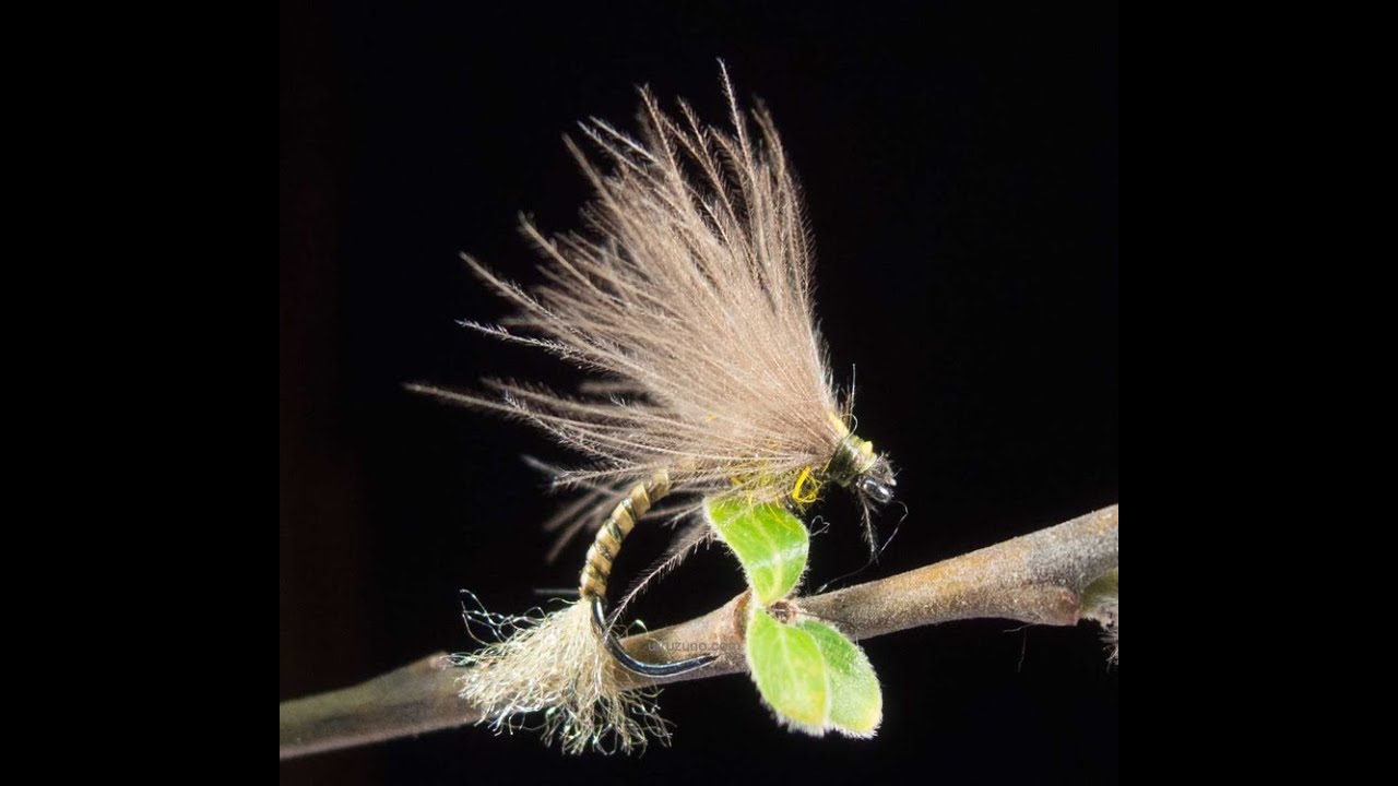 Mosca seca U22   Emergente CDC U22 big